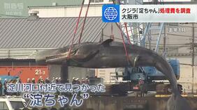 「淀ちゃん」処理費用に8000万円…大阪市横山市長「チェックはしっかり受けてほしい」契約での問題の有無を調査へ|TBS NEWS DIG
