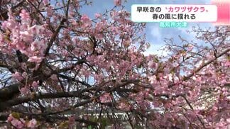 「空が青いのできれい」高知に春の訪れ…“カワヅザクラ”咲き始める　高知市大津菱池川沿い　|　高知のニュース・天気｜KUTV NEWS | KUTVテレビ高知