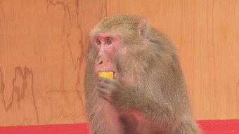 高崎山自然動物園で「オオムギ」がB群ボスに就任　大分　|　OBSニュース