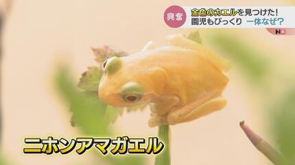 金色のカエル見つけた！オタマに続いて…園児もびっくり一体なぜ？ 富山