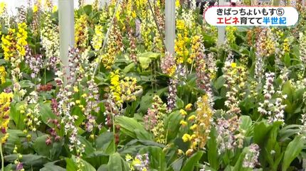 82歳エビネに魅せられ半世紀 40歳で退職し冠岳のふもとでエビネ専門店