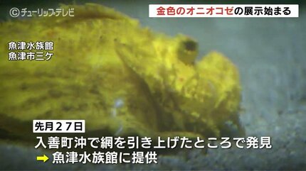 金色のオニオコゼはラッキーセブン 訪れた人が幸運に 富山県の魚津