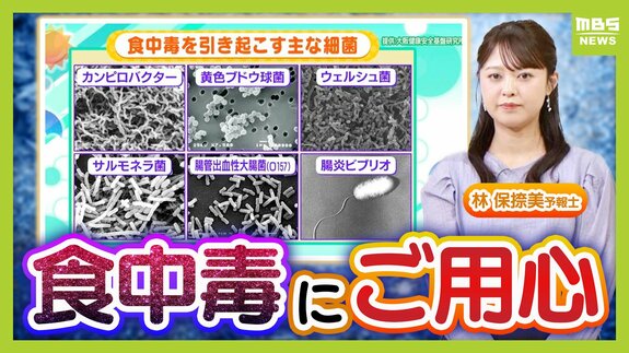 【食中毒】暑い時期に増える“細菌性”に要注意！最も細菌が増殖しやすい温度は37℃前後　症状が出たら下痢止めの使用はNG？薬剤師でもある気象予報士が「予防の3原則」を解説　|　MBSニュース | 関西の最新ニュースを分かりやすく。