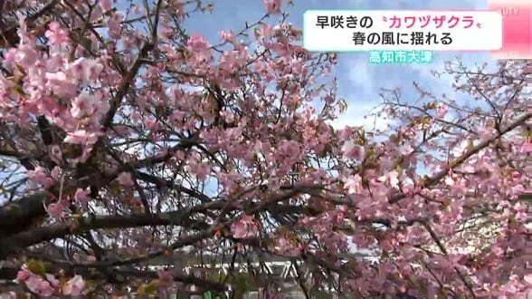 「空が青いのできれい」高知に春の訪れ…“カワヅザクラ”咲き始める　高知市大津菱池川沿い　|　高知のニュース・天気｜KUTV NEWS | KUTVテレビ高知