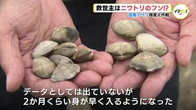 瀬戸内で進行中　まさかの国産アサリ増産 大作戦　救世主はニワトリのふん!?|TBS NEWS DIG