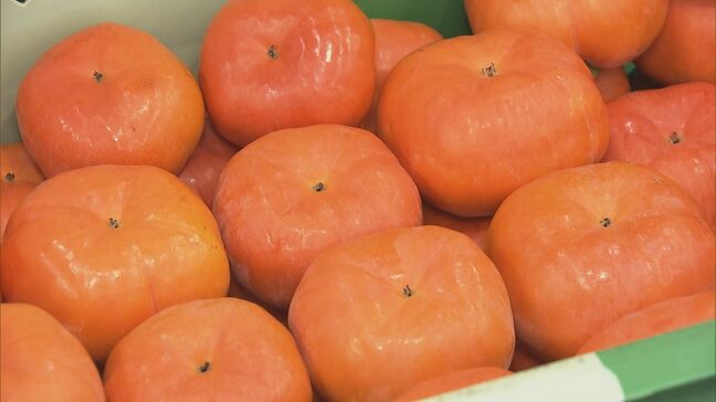 柿シーズン到来！岐阜･本巣市で早生品種｢早秋｣｢太秋｣出荷始まる 猛暑で色づき遅れるも“例年よりも糖度高い”|TBS NEWS DIG