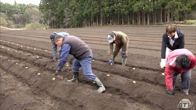 ポテトチップスになるジャガイモを植え付け　冷涼な気候で平均よりもデンプン量多くポテトチップスにより適したジャガイモに期待　33トンの生産を目標に8月頃に収穫予定|TBS NEWS DIG