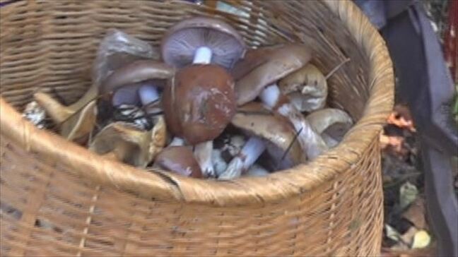 「放射能なんてわからないんだから」野生キノコの採取が横行　原発事故の影響で出荷は規制　県などは採取の自粛よびかけ　山梨・富士北麓|TBS NEWS DIG