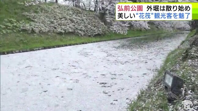 散ってもなお、美しい― 弘前公園の「花筏」見頃を迎える 堀全体を埋め尽くす『サクラの絨毯』が姿あらわす 見頃は30日まで|TBS NEWS DIG