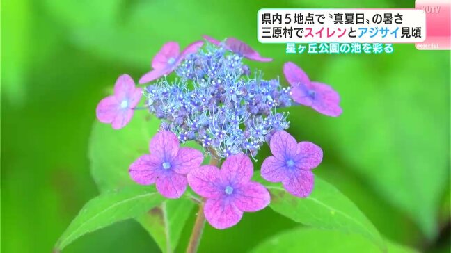 四国の梅雨入り「6月8日ごろ予想」日本気象協会が発表 高知では5地点で“真夏日”の中、スイレンとアジサイが見ごろ|TBS NEWS DIG