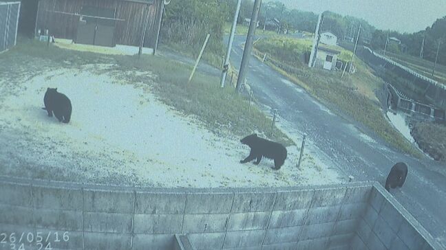 【クマ出没】住宅の防犯カメラにクマ3頭 1列で山のほうへ 山口・柳井|TBS NEWS DIG