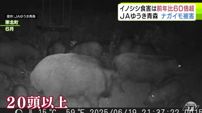 「この地域で営農を続けられるのか…」闇夜でうごめくイノシシの群れ 口にナガイモ 前年比60倍超 農作物被害が急増 5トン分被害受けたところも 太平洋側で積雪減→岩手県側からイノシシ北上→青森で繁殖か|TBS NEWS DIG