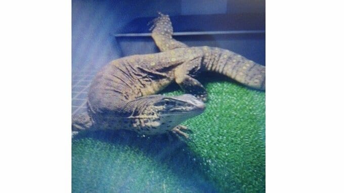 【このトカゲ、逃走中】　約1メートルのトカゲが逃走　警察が「見つけたら通報を」と注意を呼びかけ（山形・米沢市）　|　山形のニュース│TUYテレビユー山形