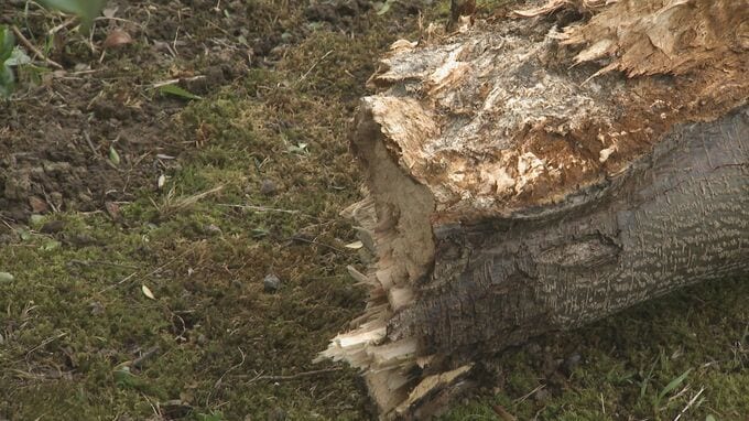 金沢で最大瞬間風速25.5ｍ 石川県内「強風で倒木や停電相次ぐ」|TBS NEWS DIG