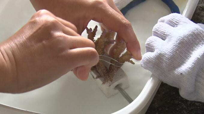 「サンゴの日」にちなみ　子どもたちがサンゴの苗作りに挑戦　石垣市|TBS NEWS DIG