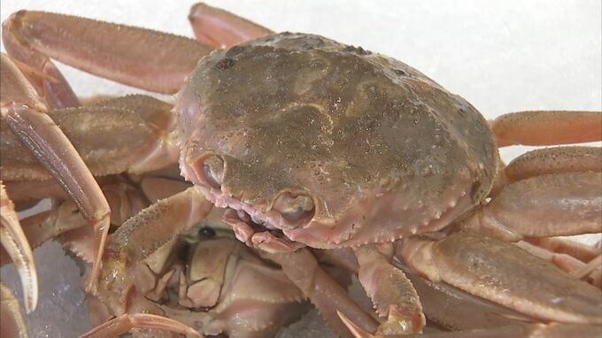 今季のズワイガニ漁、日本海側全体の割り当て…昨シーズンより600トン増へ　11月6日に漁解禁|TBS NEWS DIG