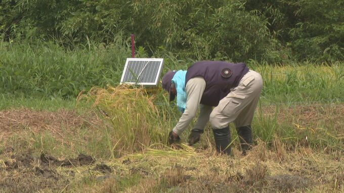 山口県内コメの作況指数１０２「やや良」　７月以降気温・日照に恵まれる|TBS NEWS DIG