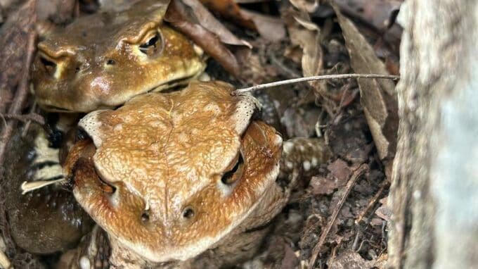 シイタケと思ったらヒキガエル！？収穫に出かけた森の中で遭遇したのは冬眠から目覚めたばかりの2匹だった【啓蟄2026】|TBS NEWS DIG