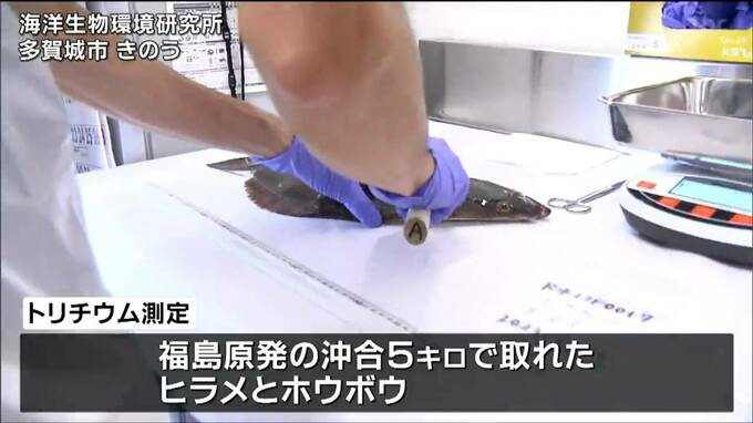 処理水放出後初めてとなる魚のトリチウム検査「結果は不検出」|TBS NEWS DIG