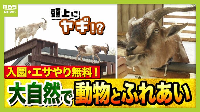 まだ間に合う！GWおでかけ“0円スポット”　触れて学んで体験する…予算を気にせず楽しめる関西の穴場＆近場4選！　|　MBSニュース | 関西の最新ニュースを分かりやすく。