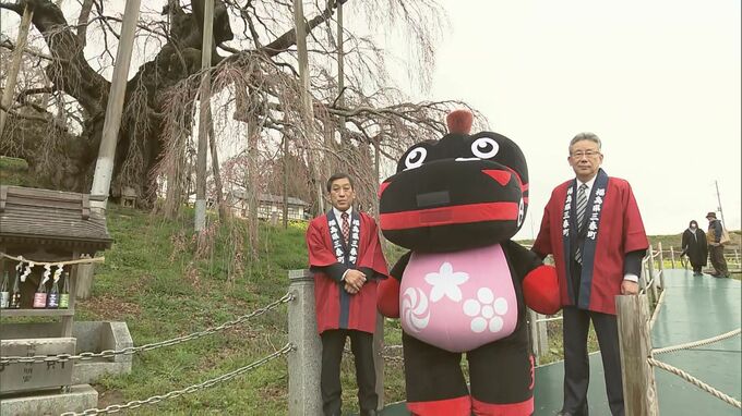 日本三大桜「三春滝桜」開花　7日～9日に見頃か　大雪による枝折れは影響なし　福島・三春町|TBS NEWS DIG