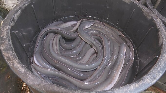 ウナギ取引規制案「見送り」 ワシントン条約締約国会議|TBS NEWS DIG