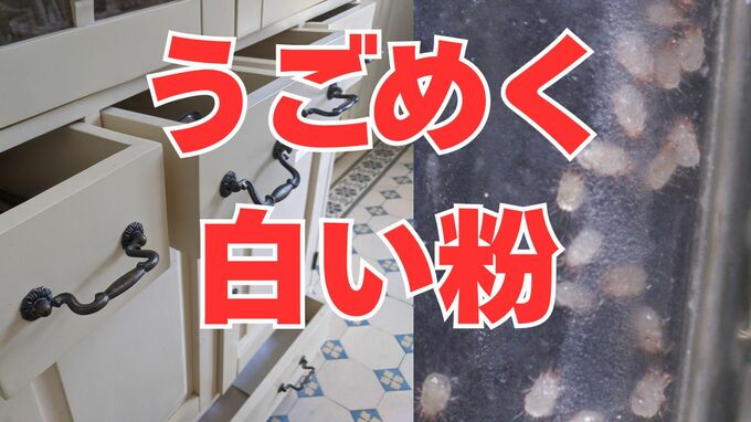 「キッチンの引き出しで『白い粉』がうごめく?!」「子どもの咳が続く」それ、ダニの仕業かも！【大掃除でダニを一掃しよう】【後編】|TBS NEWS DIG