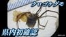 【速報】広島県内で初　クロゴケグモを福山港で確認　卵のうも　|　RCC NEWS | 広島ニュース | RCC中国放送