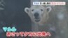 ホッキョクグマ「マルル」　北海道へ引っ越し前にラストイベント　熊本市動植物園　|　熊本のニュース｜RKK NEWS｜RKK熊本放送