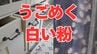 「キッチンの引き出しで『白い粉』がうごめく?!」「子どもの咳が続く」それ、ダニの仕業かも！【大掃除でダニを一掃しよう】【後編】　|　岡山・香川のニュース | 天気 | RSK山陽放送