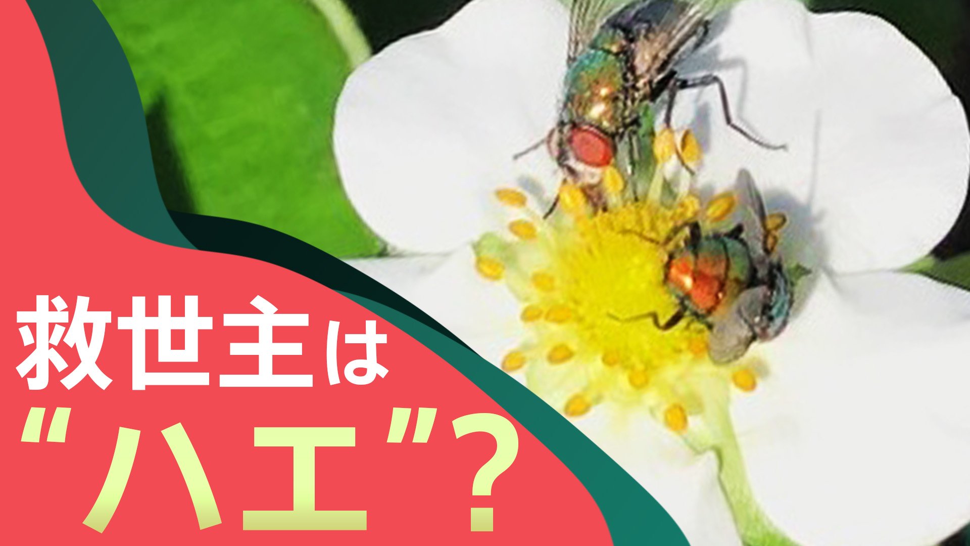 多治見ハエ – 朝に虫が大量発生した!クロバネキノコバエの予防と退治方法は? – DAGL