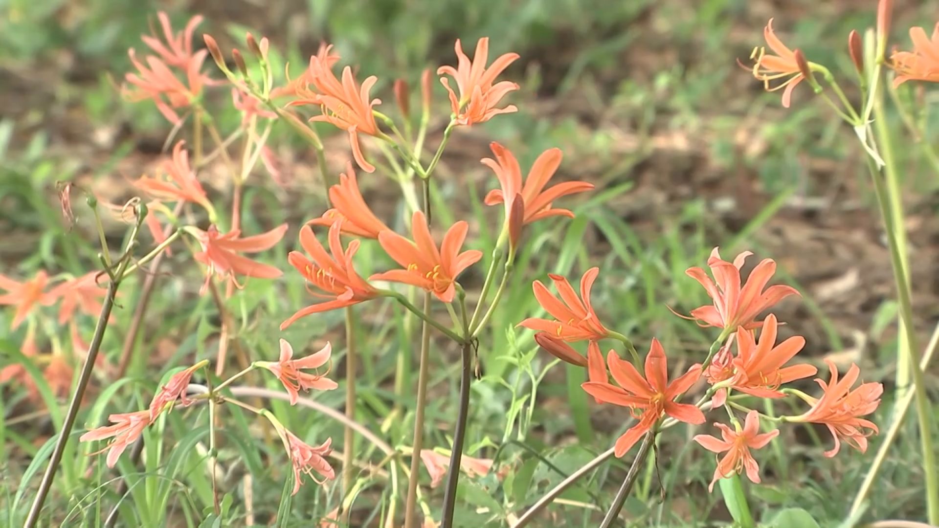 オレンジ色の花を咲かせる「キツネノカミソリ」見頃 大分・竹田市の