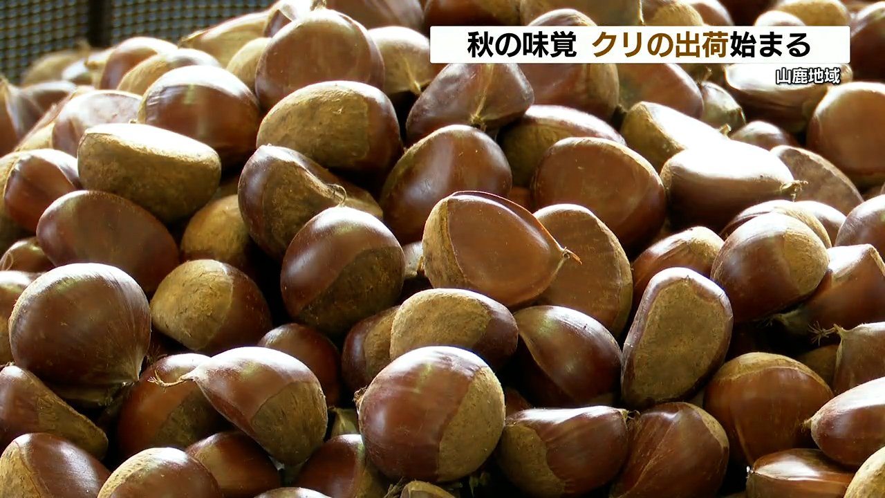 西日本一の生産量】秋の味覚 栗の本格出荷 ８割は和菓子・洋菓子などの