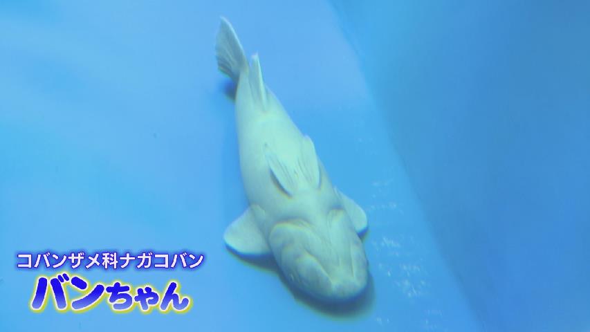 まさかのメタボ魚?SNSで1000万回以上の表示…ただいまダイエット中 まさかのメタボ魚?SNSで1000万回以上の表示…ただいまダイエット中