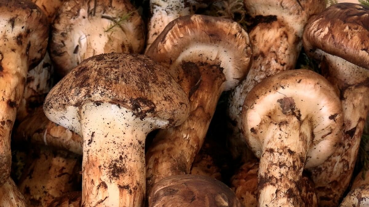 高梁市の直売所に「マツタケ」ずらり 岡山県産は平年並み100グラム4000