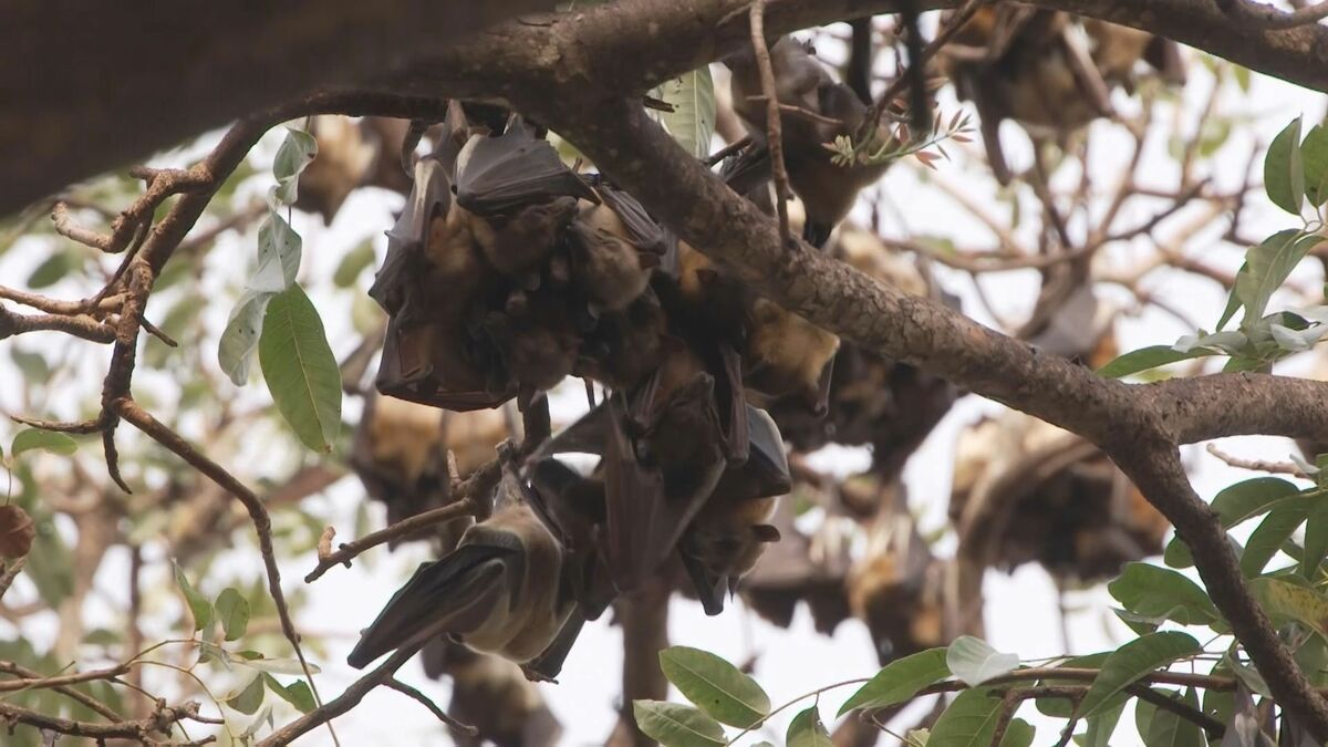 コウモリは「デス声」と同じ仕組みで鳴くとの研究結果が発表される