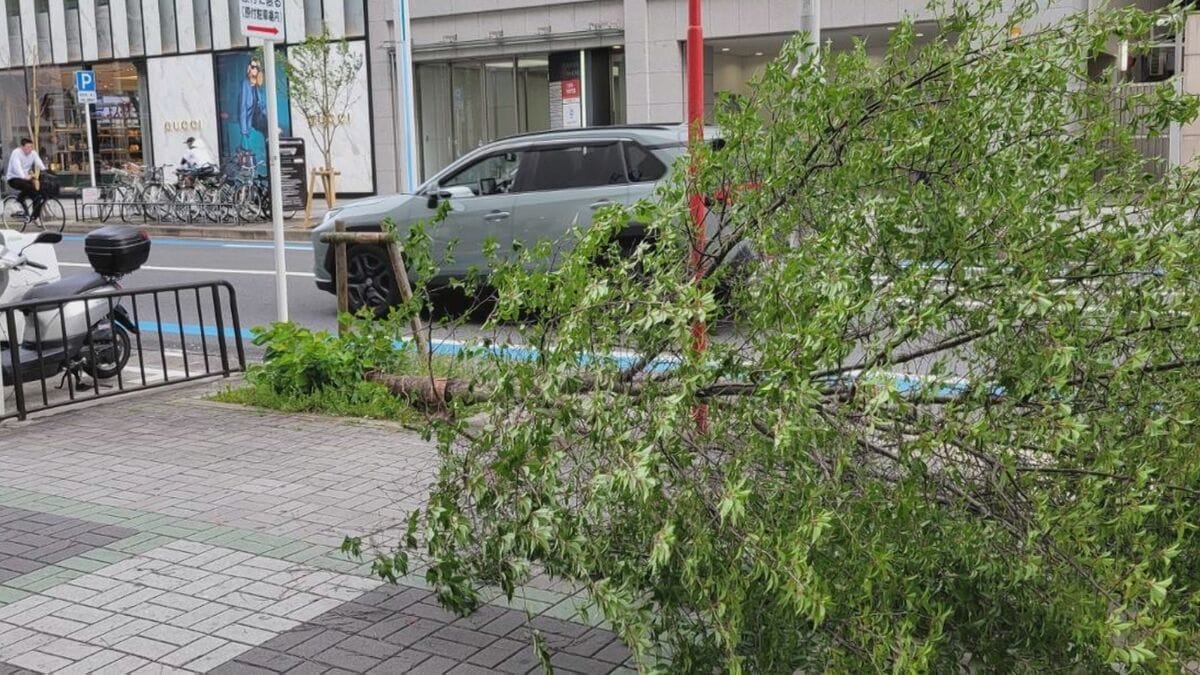 名古屋・栄で街路樹が根元から傾いて倒れる 高さ4～5メートルの桜の木  けが人は確認されず 名古屋市内では4日風が強まる