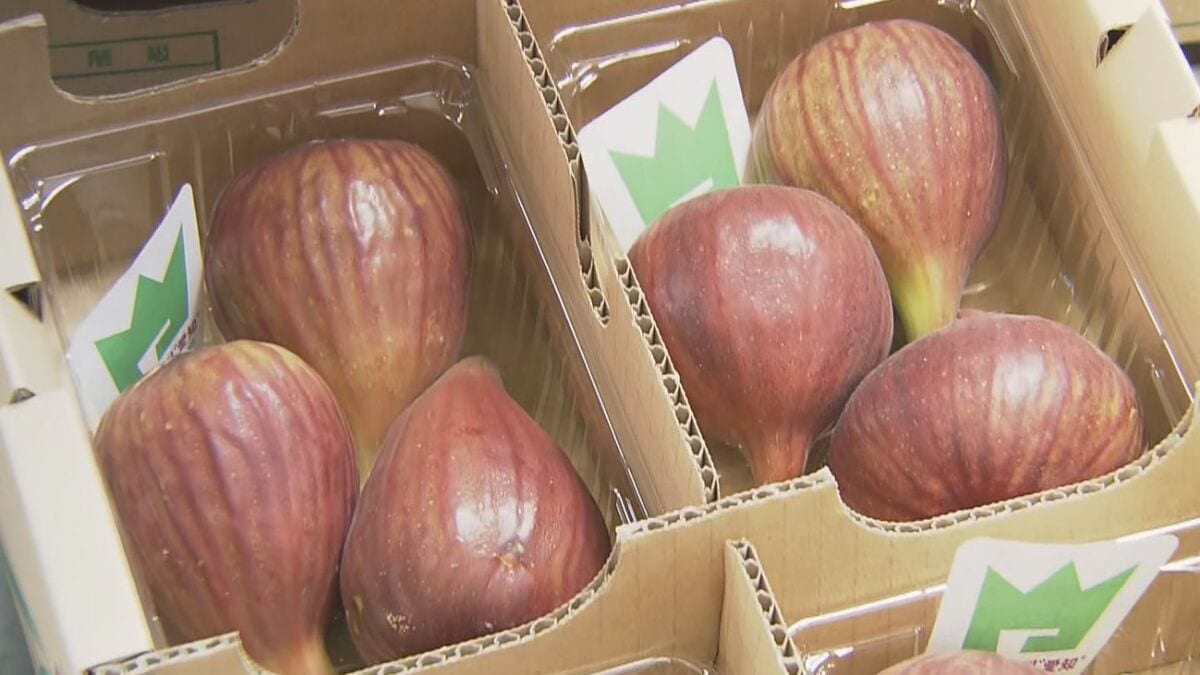 ｢例年に比べておいしい…｣ 県内1位のハウス栽培イチジク生産地で出荷本格化 名古屋や東京などの市場に向けて8月下旬まで 愛知・豊川市