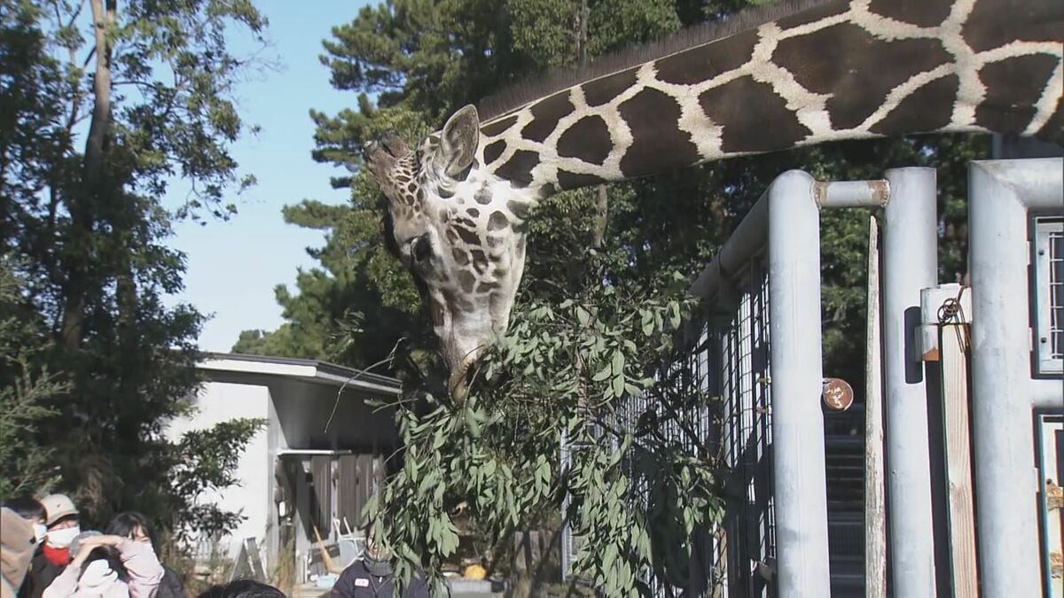 動物園がお正月限定「体験型福袋」シロサイにブラシをかけるなど“裏側ツアー”に参加 愛知・豊橋市