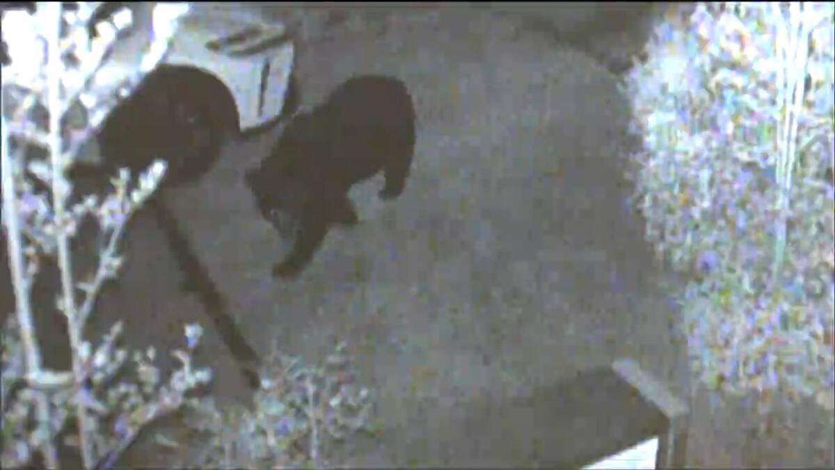防犯カメラ映像】仙台の駐車場歩く「クマの姿」目撃相次ぐクマは同一