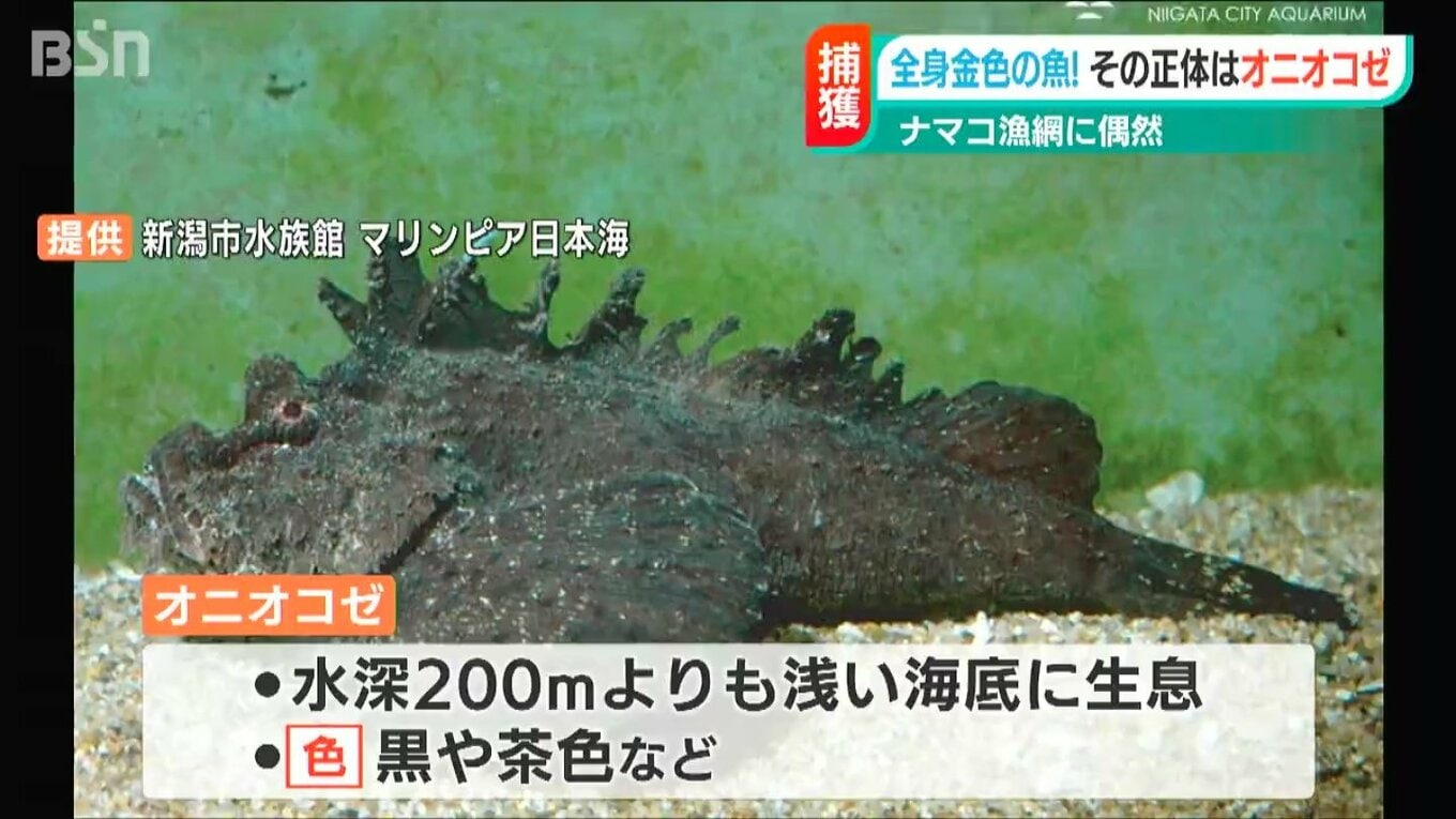 【色違いレア】「これは縁起がいい!!」佐渡金山の世界遺産登録を後押し？ 金色のオニオコゼ見つかる [すりみ★]