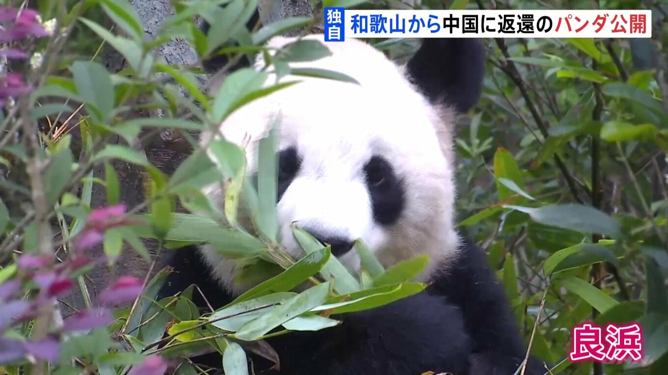 「竹をむしゃむしゃ」和歌山から返還のパンダが中国で公開 約4か月ぶりに公の場に 「良浜」「結浜」「彩浜」の3頭 | TBS NEWS DIG