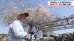 避難先の自宅に咲く「滝桜」 福島で「ナンバーワン」酪農家の故郷への思い|TBS NEWS DIG