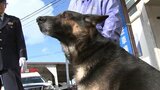 「エド、来年も頼むぞ」 山岳遭難や犯人追跡に活躍 警察犬のシェパードに嘱託書を交付 岩手・紫波警察署|TBS NEWS DIG