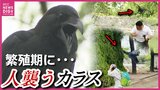 空から後頭部を襲撃　初夏は頭上のカラスに要注意　 子カラスや巣を守るために攻撃的に |TBS NEWS DIG