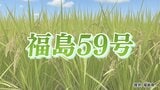 【ただいま名前募集中】県オリジナル米「福島59号」暑さに強く、コシヒカリに匹敵する食味|TBS NEWS DIG
