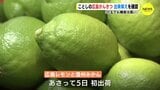 玉は小さくても糖度は高い　広島レモンの今季の出来は　５日に初出荷で「かんきつの季節」　|　RCC NEWS | 広島ニュース | RCC中国放送