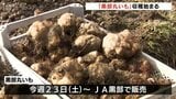 粘り強い「黒部丸いも」収穫はじまる 健康食品としても人気 富山・黒部市　|　富山のニュース｜天気・防災｜チューリップテレビ