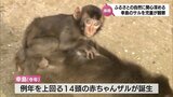 ふるさとの自然に関心を深める　串間市の幸島で地元の小学生が野生のサルを観察|TBS NEWS DIG