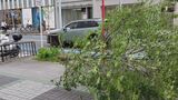 名古屋・栄で街路樹が根元から傾いて倒れる 高さ4～5メートルの桜の木  けが人は確認されず 名古屋市内では4日風が強まる　|　名古屋・愛知・岐阜・三重のニュース【CBC news】 | CBC web